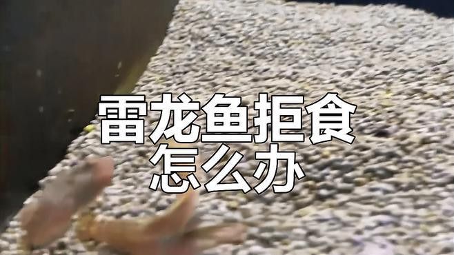 彩虹雷龍魚(yú)不吃東西怎么辦