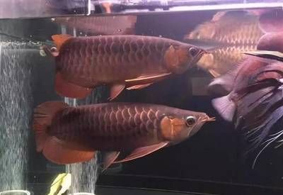 龍魚養多久不怕人：如何讓龍魚在與人的互動中建立信任