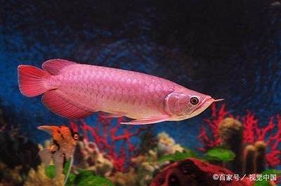 紅龍魚幾歲停止生長了:紅龍魚在4年后會停止生長,需要綜合觀察其體長、體重等指標變化 龍魚百科 第3張 紅龍魚幾歲停止生長了:紅龍魚在4年后會停止生長,需要綜合觀察其體長、體重等指標變化 紅龍魚幾歲停止生長了:紅龍魚在4年后會停止生長,需要綜合觀察其體長、體重等指標變化 龍魚百科 第3張