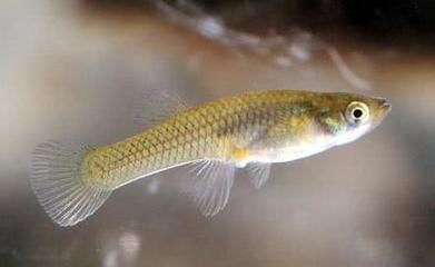 紅龍魚喂什么鰭尾長得快（紅龍魚喂食頻率和量控制,如何正確給紅龍魚造浪）