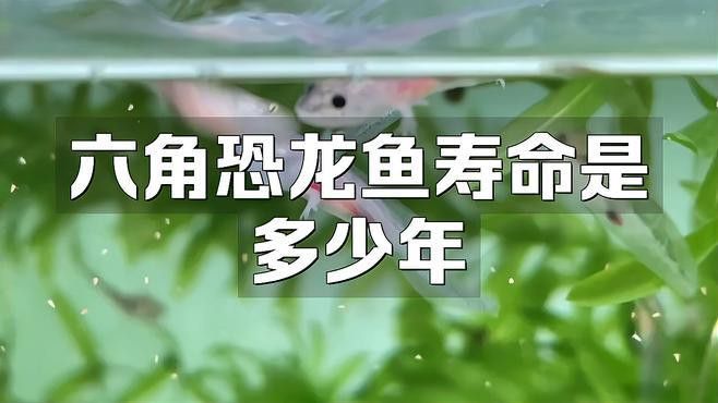 恐龍魚能活多久
