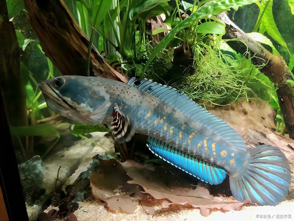 恐龍魚能活多久 恐龍魚能活多久 龍魚百科 第8張