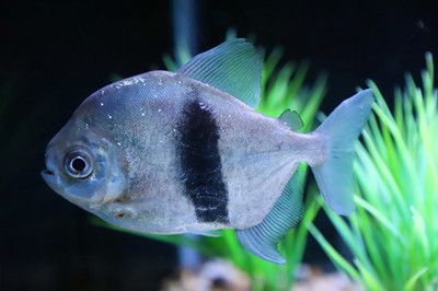 粗線銀板魚是否咬龍魚：粗線銀板魚與龍魚混養(yǎng)時需要考慮到這兩種行為習(xí)慣和互動結(jié)果 粗線銀板魚是否咬龍魚：粗線銀板魚與龍魚混養(yǎng)時需要考慮到這兩種行為習(xí)慣和互動結(jié)果 龍魚百科 第1張