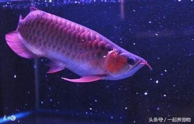 龍魚吃食又吐出來了什么原因：龍魚吃食后吐出來了什么原因 龍魚吃食又吐出來了什么原因：龍魚吃食后吐出來了什么原因 龍魚百科 第2張