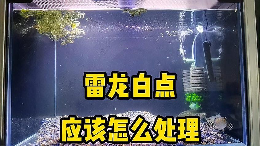 龍魚眼白點病如何早期發現？