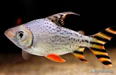 龍魚的最佳配魚是什么魚類：選擇龍魚的最佳配魚時，需要考慮到多種因素，與龍魚的互動關系