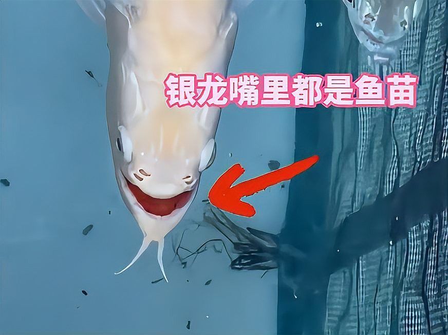 白子銀龍魚苗能長(zhǎng)多大圖片視頻大全