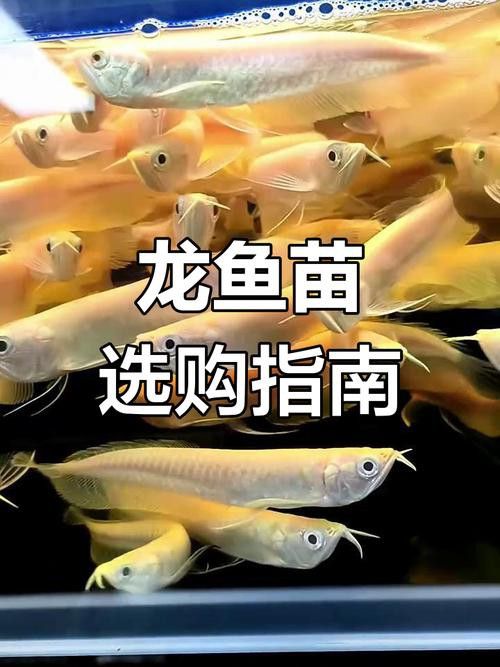 白子銀龍魚苗能長多大圖片視頻大全