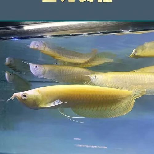 白子銀龍魚苗能長多大圖片視頻大全