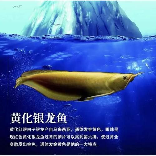 白子銀龍魚苗能長多大圖片視頻大全