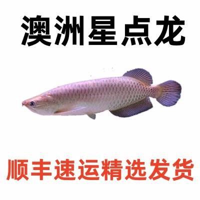 白子銀龍魚苗能長多大圖片視頻大全