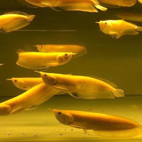 白子銀龍魚苗能長多大圖片視頻大全