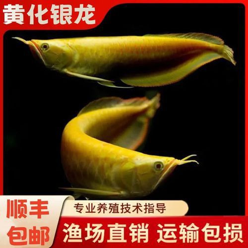 白子銀龍魚苗能長多大圖片視頻大全