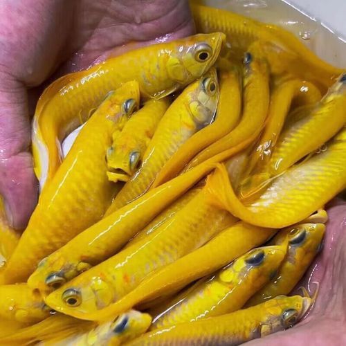 白子銀龍魚苗能長多大圖片視頻大全