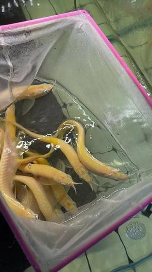 白子銀龍魚苗能長多大圖片視頻大全