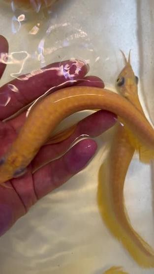 白子銀龍魚苗能長多大圖片視頻大全