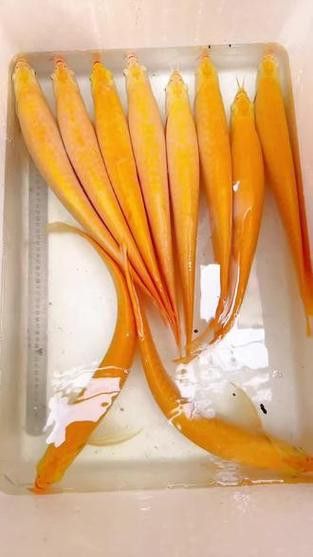 白子銀龍魚苗能長多大圖片視頻大全