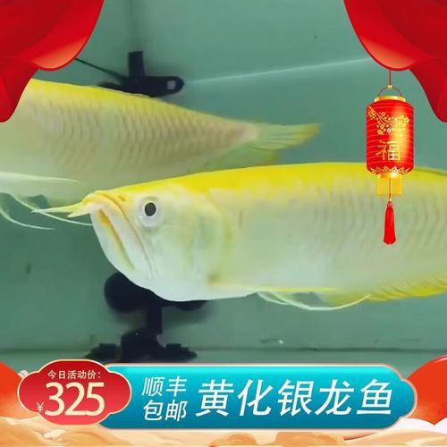 白子銀龍魚苗能長多大圖片視頻大全