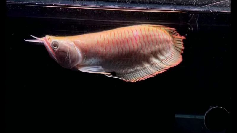 白子銀龍魚苗能長多大圖片視頻大全