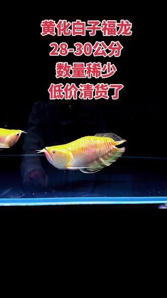 白子銀龍魚苗能長多大圖片視頻大全