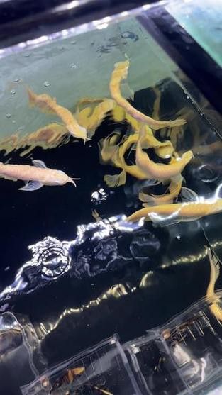 白子銀龍魚苗能長多大圖片視頻大全