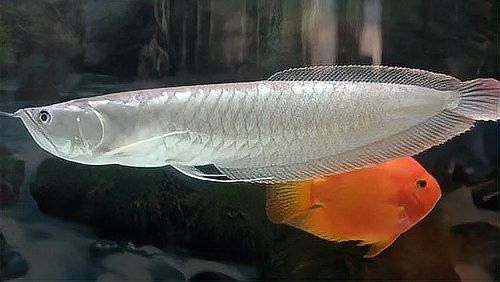白子銀龍魚苗能長多大圖片視頻大全