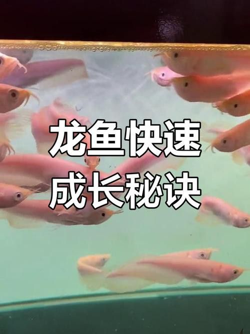 白子銀龍魚苗能長多大圖片視頻大全