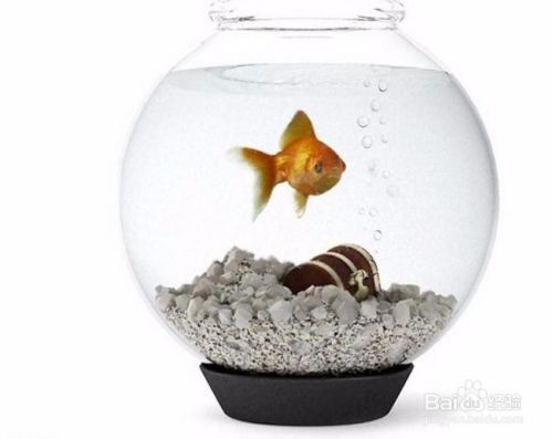好一點(diǎn)的魚缸過濾器，外掛式過濾器適合哪種魚缸？ 好一點(diǎn)的魚缸過濾器，外掛式過濾器適合哪種魚缸？ 龍魚百科 第4張