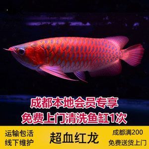 和興賽級超神龍魚怎么樣：和興賽級超神龍魚怎么樣和興賽級超神龍魚的飼養價值 和興賽級超神龍魚怎么樣：和興賽級超神龍魚怎么樣和興賽級超神龍魚的飼養價值 龍魚百科 第1張
