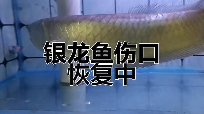 銀龍魚吃金魚視頻