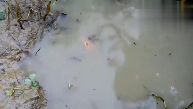 銀龍魚吃金魚視頻