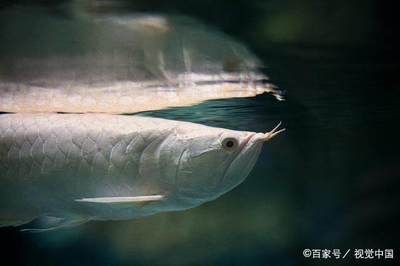 銀龍魚蒙眼是怎么回事：如何預(yù)防銀龍魚蒙眼病