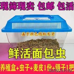 養金龍魚需要準備什么東西：養金龍魚需要準備什么？