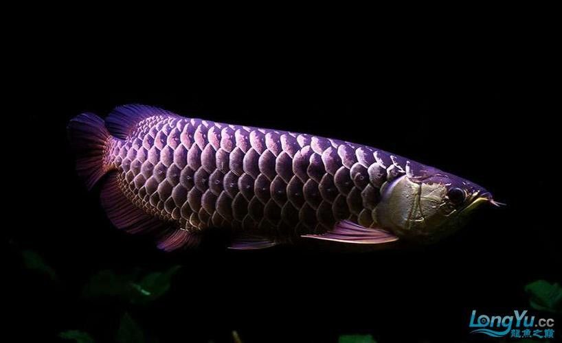 紫底金龍魚圖片欣賞 紫底金龍魚圖片欣賞 龍魚百科 第2張