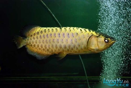 紫底金龍魚圖片欣賞 紫底金龍魚圖片欣賞 龍魚百科 第6張
