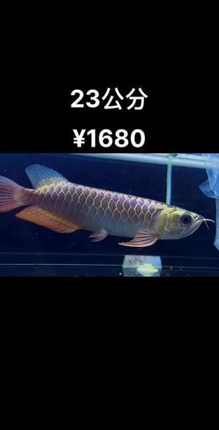 紫底金龍魚圖片欣賞 紫底金龍魚圖片欣賞 龍魚百科 第1張