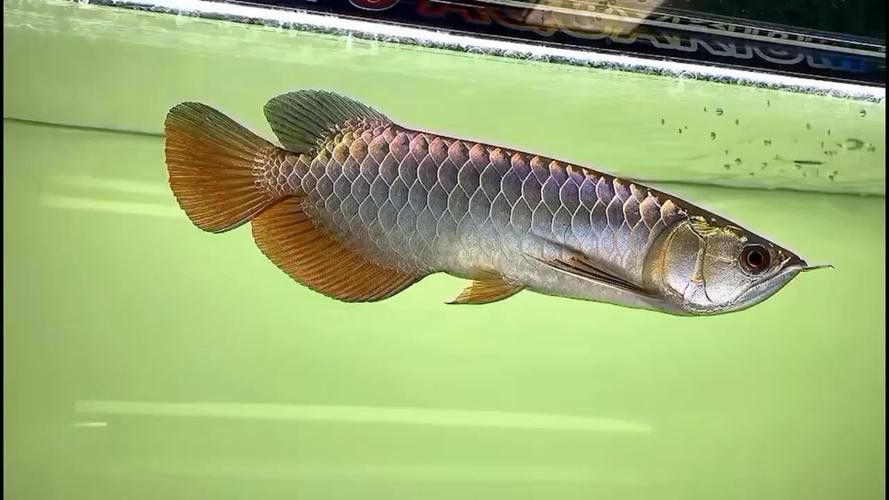 紫底金龍魚圖片欣賞 紫底金龍魚圖片欣賞 龍魚百科 第11張