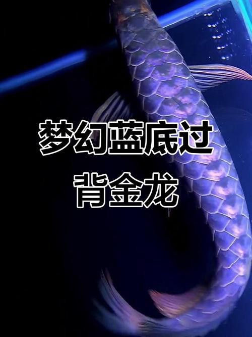 紫底金龍魚圖片欣賞 紫底金龍魚圖片欣賞 龍魚百科 第10張