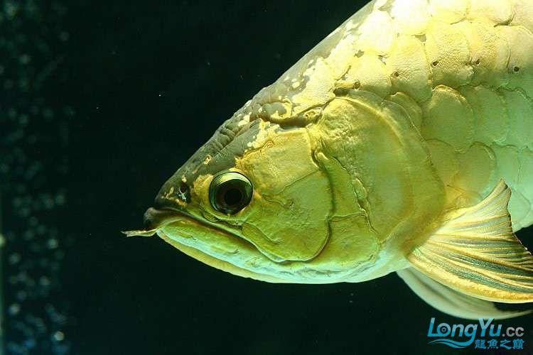 紫底金龍魚圖片欣賞 紫底金龍魚圖片欣賞 龍魚百科 第8張