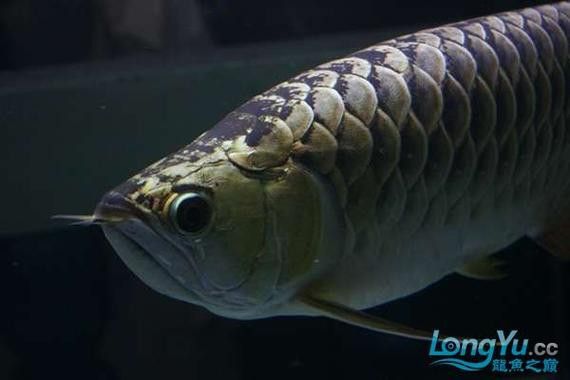 紫底金龍魚圖片欣賞 紫底金龍魚圖片欣賞 龍魚百科 第9張