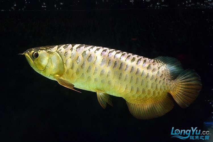 紫底金龍魚圖片欣賞 紫底金龍魚圖片欣賞 龍魚百科 第7張