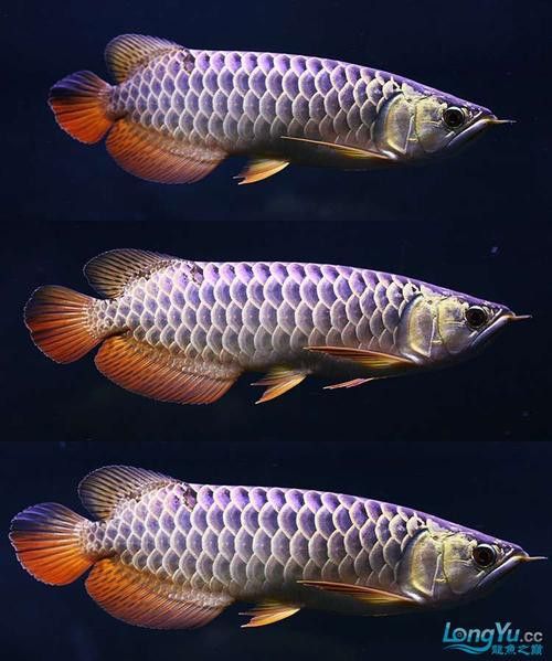 紫底金龍魚圖片欣賞 紫底金龍魚圖片欣賞 龍魚百科 第15張