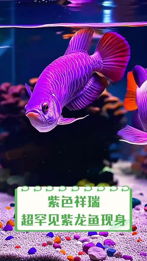 紫底金龍魚圖片欣賞 紫底金龍魚圖片欣賞 龍魚百科 第12張
