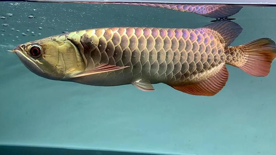 紫底金龍魚圖片欣賞 紫底金龍魚圖片欣賞 龍魚百科 第17張