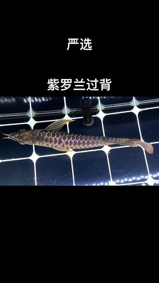 紫底金龍魚圖片欣賞 紫底金龍魚圖片欣賞 龍魚百科 第20張