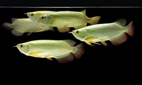 治療龍魚爛鱗需要多長時(shí)間？