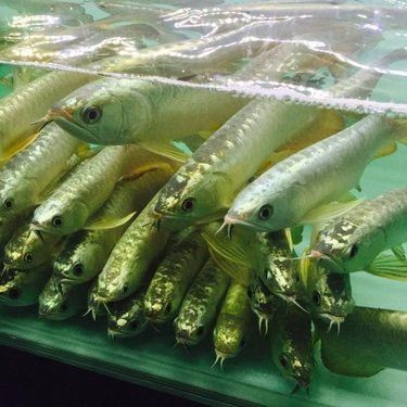 龍魚價格范圍是多少？
