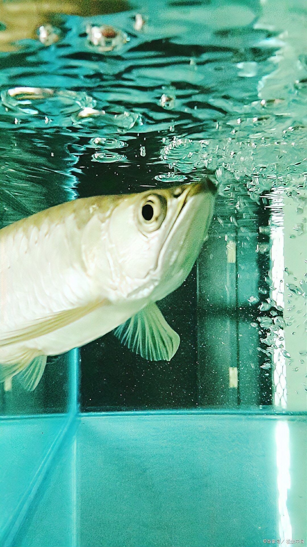 龍魚價格范圍是多少？