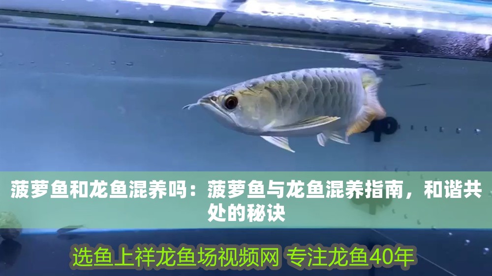 菠蘿魚和龍魚混養嗎：菠蘿魚與龍魚混養指南，和諧共處的秘訣
