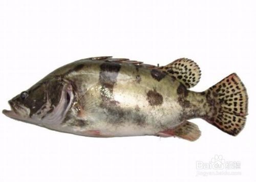 菠蘿魚和龍魚混養嗎：菠蘿魚與龍魚混養指南，和諧共處的秘訣